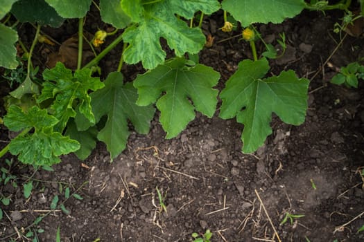 Close view of healthy pumpkin plant leaves in a vegetable garden, surrounded by rich dark soil. A natural scene from early summer growth under open sky.