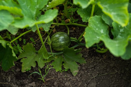 A small green pumpkin in early development stage growing on a thick vine among leafy foliage in the vegetable garden. Organic agriculture captured outdoors.