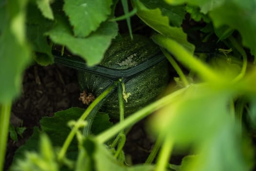 A growing green pumpkin with visible striping is partially concealed under thick leaves in the garden. The photo highlights natural crop development in soil.
