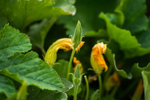 Bright orange pumpkin blossoms and buds rise among thick stems and lush leaves, capturing an early stage of flowering in a rural garden setting.