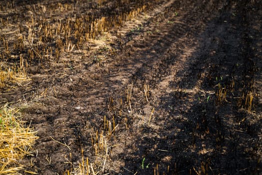 Closeup of scorched farmland with blackened stubble and dry yellow remnants, showing the aftermath of burning for seasonal field clearing in agriculture.