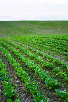 Agricultural field with fresh sugar beet sprouts growing in lines across gently rolling hills under soft evening light