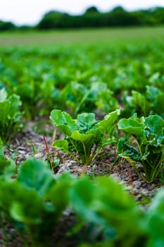 Close-up of a single sugar beet seedling emerging from cracked soil in an open farm field during early growth phase