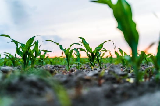 Young corn plants growing in cultivated field with low sunrise light and distant green hills in background