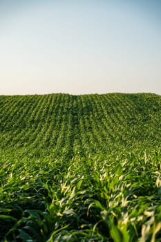 Wide view of mature corn crops planted in curved rows on hilly terrain, basking in soft evening light