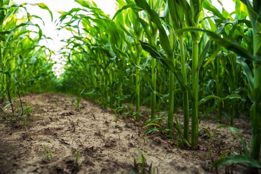 Perspective from the base of tall corn plants growing along tight rows in well-managed farm with visible dry soil