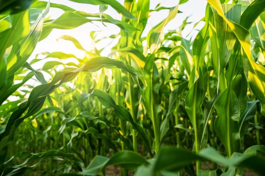 Close view of corn leaves under golden sunlight highlighting vibrant green shades in fertile farming landscape