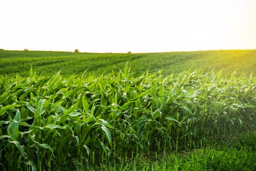 Bright evening sun lights up edge of cultivated cornfield bordered by grassy field under clear sky