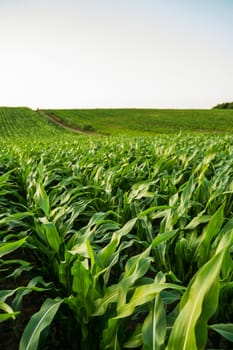 High perspective of green corn plants stretching across hills, with a narrow farm path dividing the field in summer