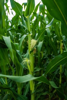 Healthy corn stalk with developing cob and yellow silk stands tall in lush maize field. Close-up detail of leaf structure and growing ears under soft light.