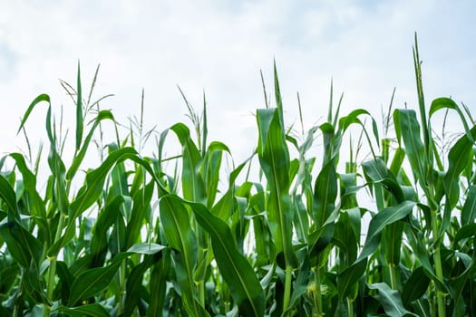 Tall corn plants with fresh green leaves reaching upward, photographed from low angle with cloudy sky above. Rural farming scene in summer season.