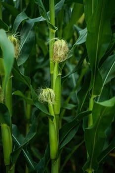 Tight view of two corn stalks with developing ears and fine yellow silks. Lush foliage surrounds the cobs in a healthy, sunlit summer cornfield.