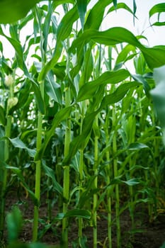 Extensive cornfield showing symmetrical rows of tall maize stalks with vibrant green leaves. Agricultural setting with organic crops growing in summer.