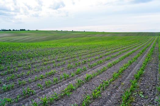 Wide landscape of a cultivated field with evenly planted rows of young corn shoots. The rolling terrain stretches into the horizon under a soft cloudy sky.