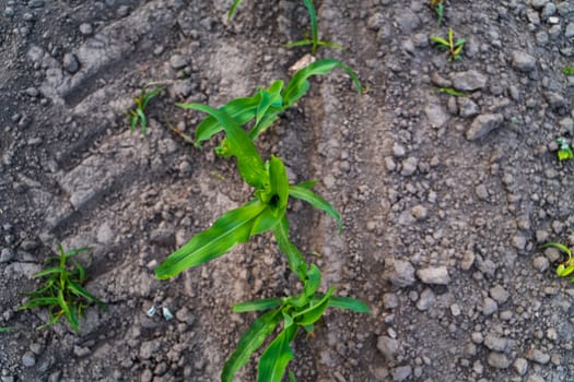 Overhead shot of young corn seedlings emerging from well-defined rows in dry, textured soil. Early vegetation stage shown from above highlights growth symmetry.