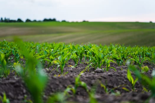 Early-stage cornfield with neatly planted green seedlings across slightly sloped terrain. Focus on the soft light and gentle rows of healthy plants.