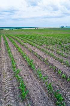 Scenic image of early-stage corn rows spreading across rolling farmland. The soil is structured with tire patterns, enhancing the composition and realism.