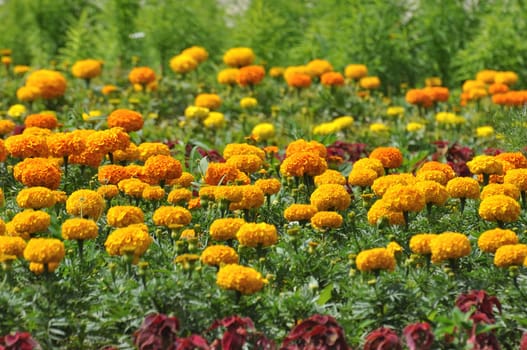 Large flower bed with a orange marigolds