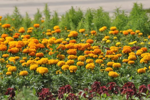 Large flower bed with a orange marigolds