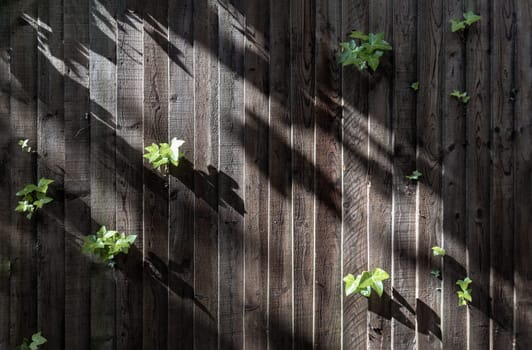 Sunlight filtered shining through green leaves and Old wooden fence panels. Light and shadow on surface of Green ivy (Hedera helix) are growing on the old wooden wall background, use it as your Wallpaper, Poster and Space for text, Selective focus.