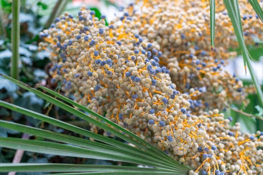 Colorful clusters of small flowers bloom on a palm tree in a lush tropical garden. The vibrant hues contrast with the green foliage under the clear blue sky, creating a lively atmosphere.