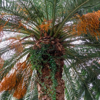 Tall palm tree adorned with clusters of ripe dates and vibrant green fronds stands in a sunny garden. Bright sunlight filters through the leaves, creating a tranquil atmosphere.