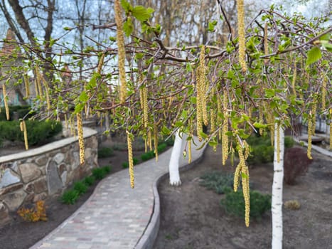 Delicate catkins hang from branches in a serene garden, surrounded by lush greenery and a winding stone path under a serene sky during springtime.