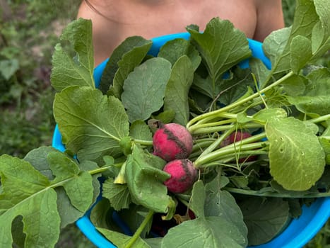 Little hands holding a bowl of just harvested radishes. Emphasizing farm-to-table eating and seasonal gardening for kids