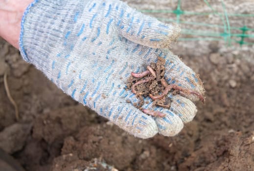 Gardener wearing gloves is holding a handful of earthworms, essential for composting and improving soil health, promoting a natural and sustainable approach to gardening