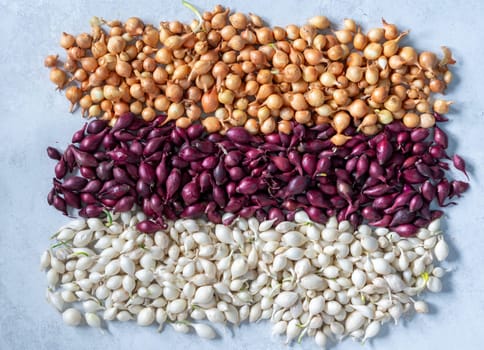 Seedlings of different varieties of onions are arranged in rows on a gray background, creating a vibrant display of colors and textures, ready for planting in the garden