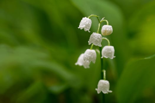 Lily of the valley (Convallaria majalis)
Beautiful small white flowers of spring plant.