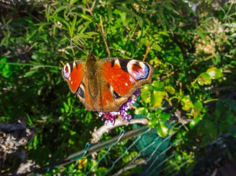 Full body wide angle view of a Peacock butterfly (lat:Aglais io) with open wings sitting vertically on an umbel flower.