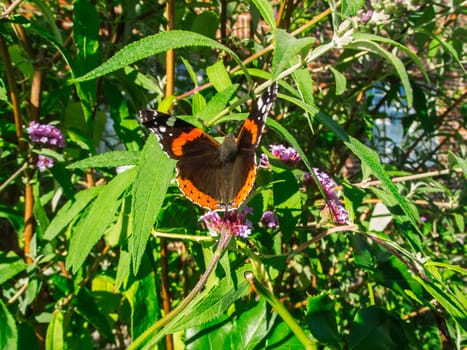 Rear full body view of an Admiral butterfly (lat: Vanessa atalanta) with open wings sitting on the stem of a small umbel flower.