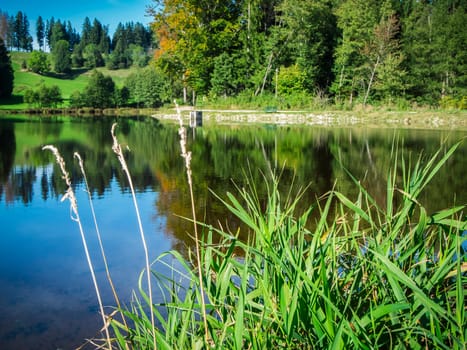 View of the idyllically situated Neuweiher in Ostallgäu / Bavaria with reeds in the foreground under a blue sky in summer 2023.