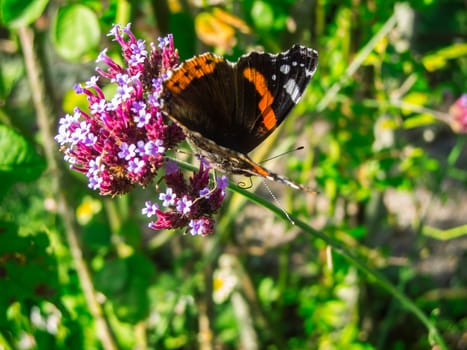 Full body view of an Admiral butterfly (lat: Vanessa atalanta) with open wings sitting on the stem of an umbel flower.