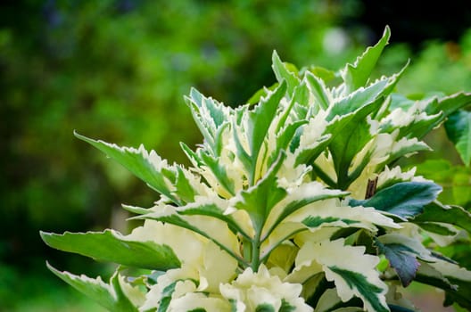 Dracaena or ornamental grass with customizable space for text. Flora and Nature beauty concept