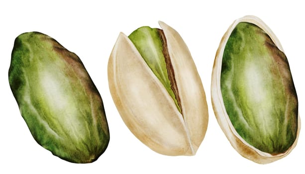 Pistachio watercolor set. Hand drawn bundle nut with shell and leaves isolated on white background. Realistic snack clip art. Ideal for logo, product packaging, banner. High quality photo