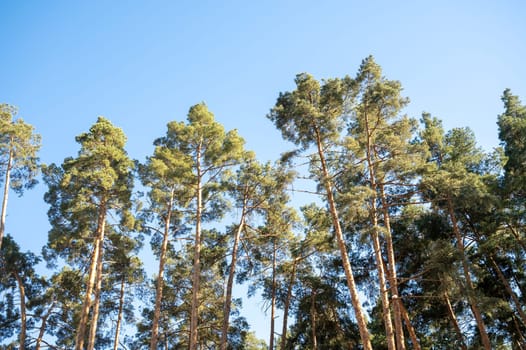 Tall green trees in the forest, against the background of a cloudless blue sky. Tall evergreen pines in the forest. High quality photo