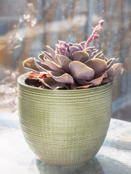 Stunning of Purple and pink- grey leaves of Cactus blooming flowers, Beautiful view of Echeveria Perle von Nurnberg (Flat rosettes) in green ceramic plant pot. use it as your Wallpaper, Poster, Design and Copy space, Selected focus.