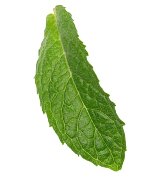 Green leaf of aromatic mint on isolated background