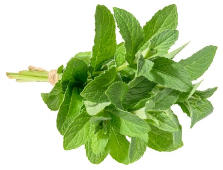 Mint sprigs tied with rope on isolated background