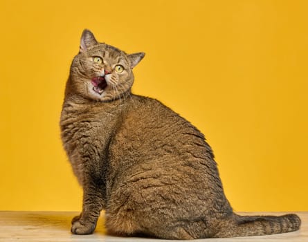 Cat with brown fur licks its lips against a  yellow background. The cat's eyes are yellow, and its mouth is open, showing a pink tongue