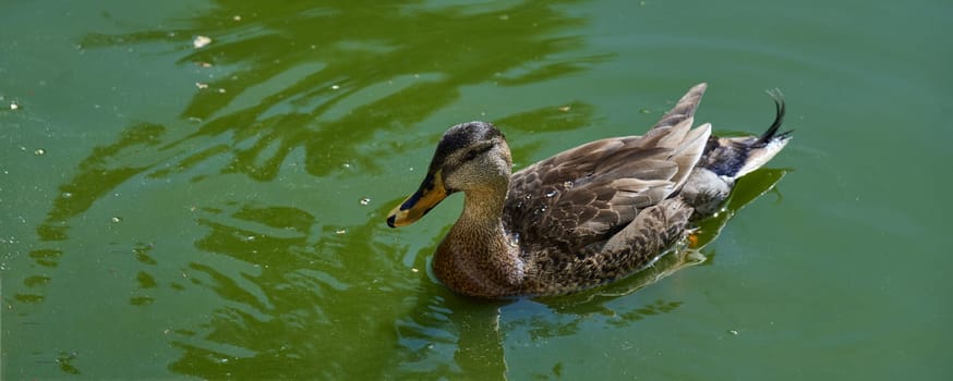 A female Mallard duck Anas platyrhynchos swims calmly in green pond water. Wildlife bird in its natural habitat on a sunny day
