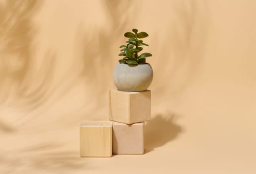 Small succulent plant in a grey pot on wooden blocks. Elegant minimalist composition with abstract leaf shadow on a beige background