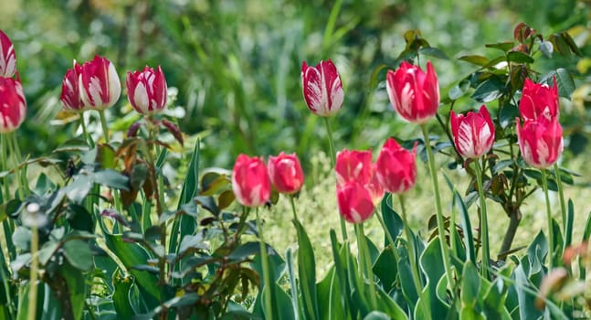 Red and white striped tulips blooming in a sunny spring garden. Beautiful floral scene, natural background
