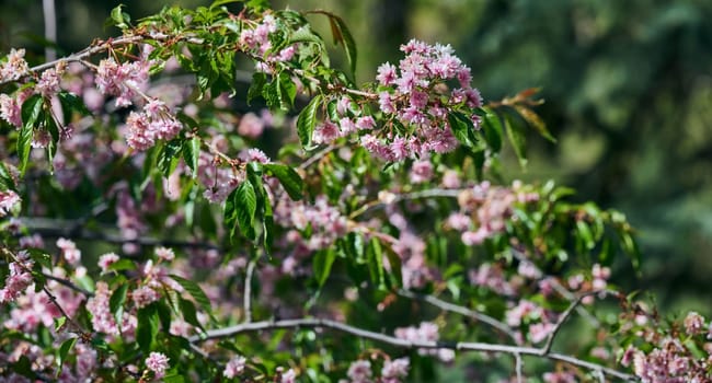 Delicate pink sakura blossoms on a branch with green leaves. Beautiful spring scene with soft light