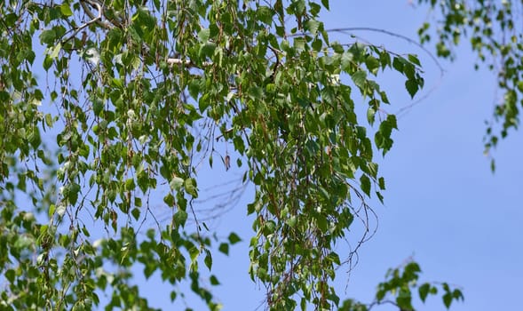 Green leaves of a weeping birch tree  Betula pendula against a clear blue sky. Fresh spring nature scene