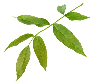 Single fresh green walnut leaf Juglans regia, isolated background