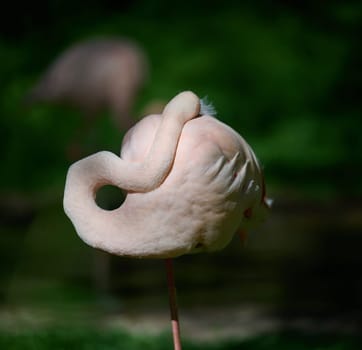 Pink flamingo arched its neck, sunny day