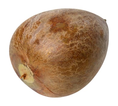 Whole brown avocado pit on isolated background, close up